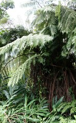 Cyathea