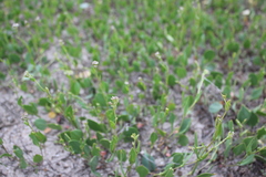 Lepidium cartilagineum