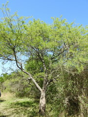 Prosopis alba