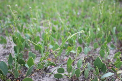 Lepidium cartilagineum
