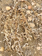 Cynara tournefortii