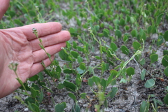 Lepidium cartilagineum