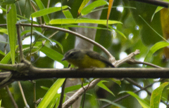 Basileuterus culicivorus