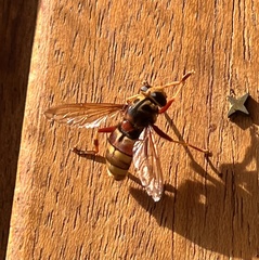 Milesia crabroniformis