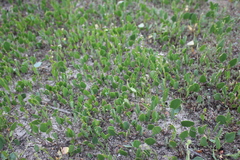 Lepidium cartilagineum