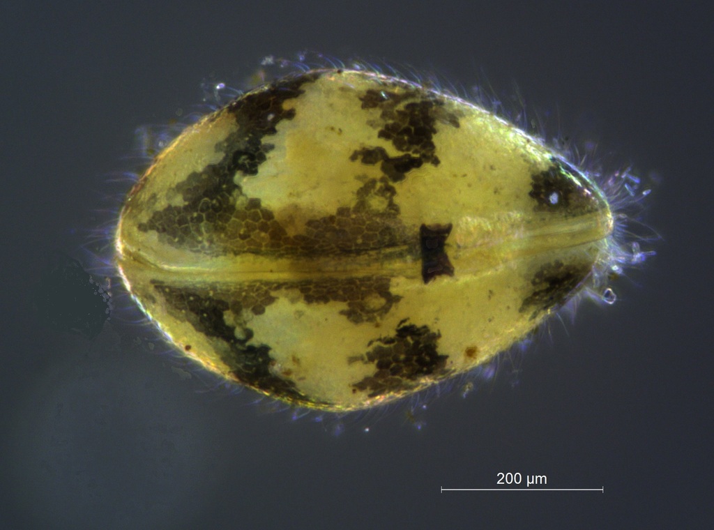 Cypridopsis vidua
