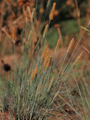 Setaria sphacelata sphacelata