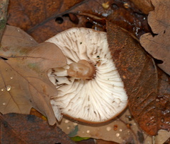 Agaricomycetidae