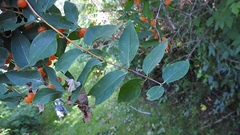 Lonicera tatarica
