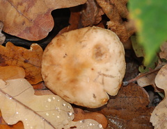 Agaricomycetidae
