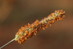 Setaria sphacelata sphacelata