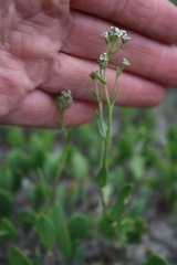 Lepidium cartilagineum