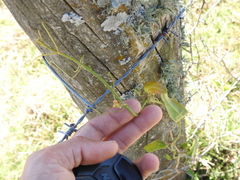 Smilax campestris
