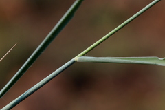 Setaria sphacelata sphacelata