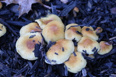 Pholiota spumosa