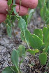 Lepidium cartilagineum