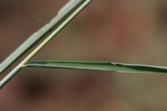 Setaria sphacelata sphacelata