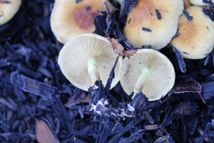 Pholiota spumosa