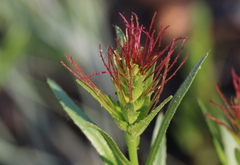 Acalypha caperonioides