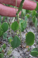 Lepidium cartilagineum