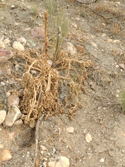 Cynara tournefortii