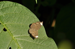 Emesis fastidiosa