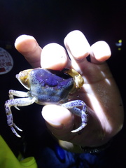 Geothelphusa bicolor