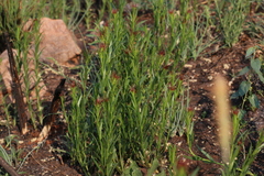 Acalypha caperonioides