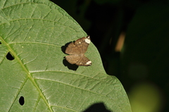 Emesis fastidiosa