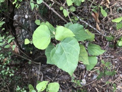 Mallotus repandus