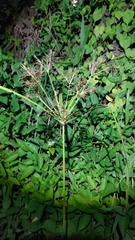 Cyperus distans