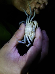 Geothelphusa bicolor