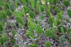 Lepidium cartilagineum
