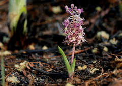 Ledebouria