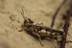 Acrotylus