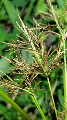 Cyperus distans