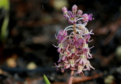 Ledebouria