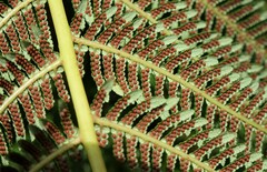 Cyathea