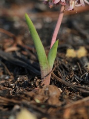 Ledebouria