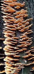 Cerrena zonata