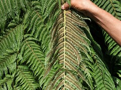 Cyathea