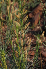 Acalypha caperonioides