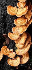 Cerrena zonata