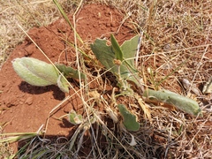 Gerbera viridifolia
