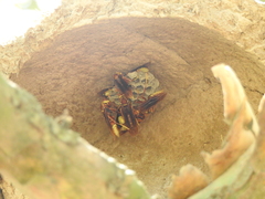 Polistes cavapyta