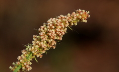 Acalypha caperonioides