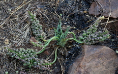 Ledebouria marginata