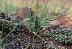 Ledebouria marginata