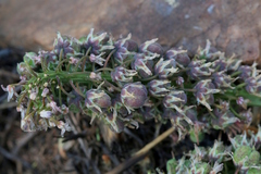 Ledebouria marginata