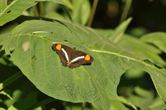 Adelpha